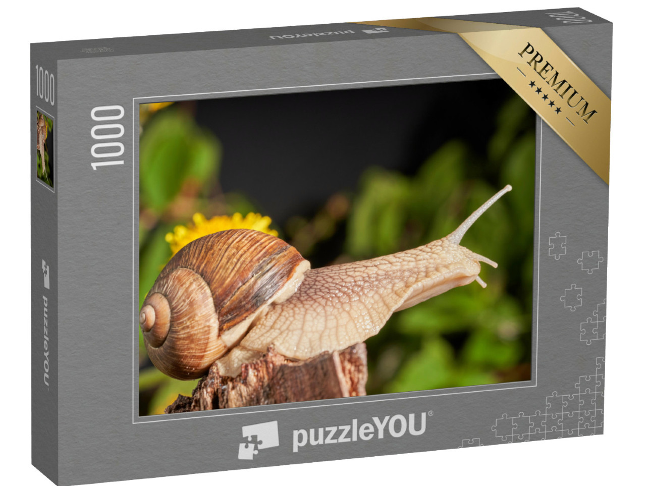 puzzle 1000 dílků „Detail šneka viničního neboli burgundského šneka“