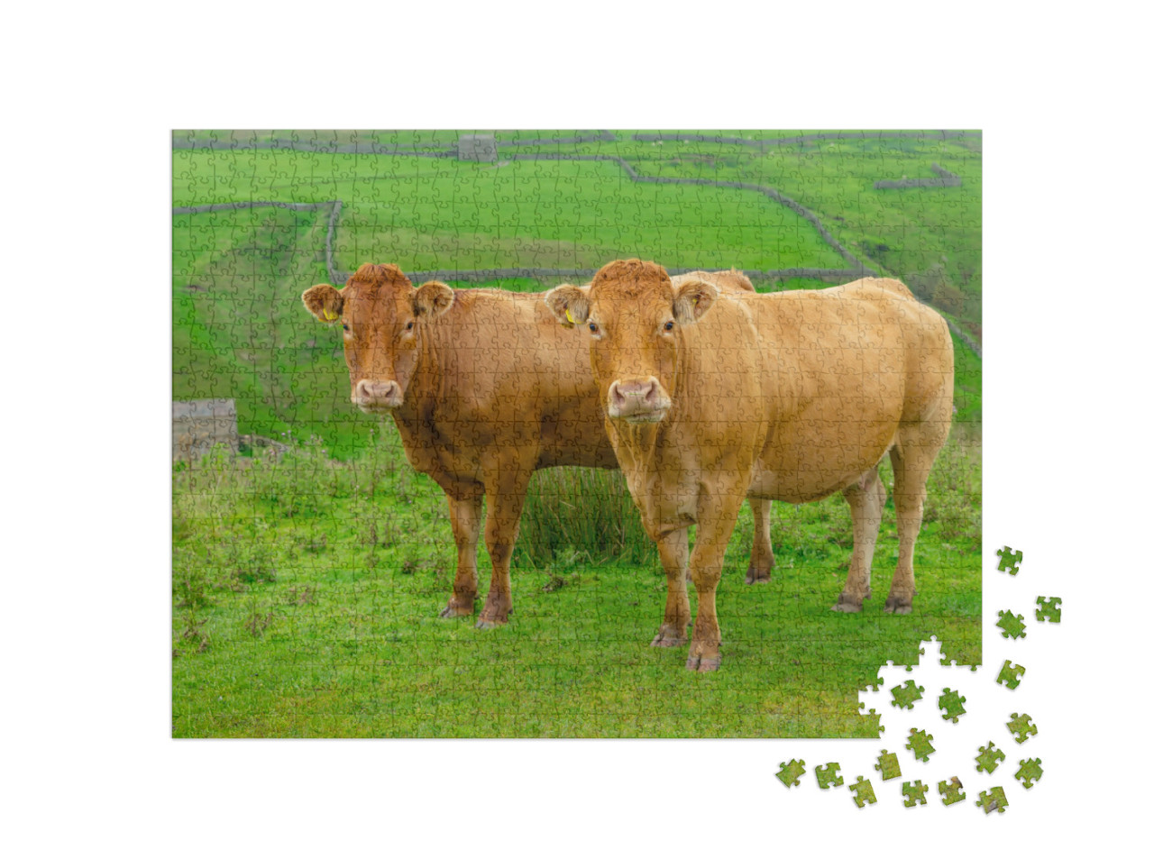 puzzle 1000 dílků „Dvě krásné krávy plemene Limousin na High Fells u Keldu v Severním Yorkshiru“