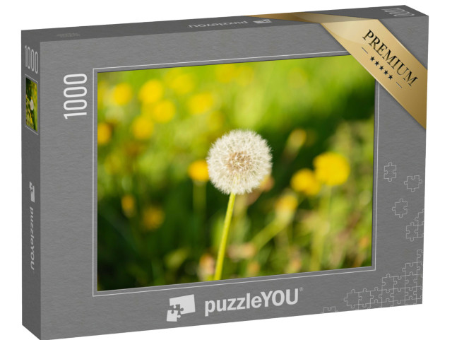 puzzle 1000 dílků „Pampeliška Blowball Flower na přírodním pozadí. Makro. N...“