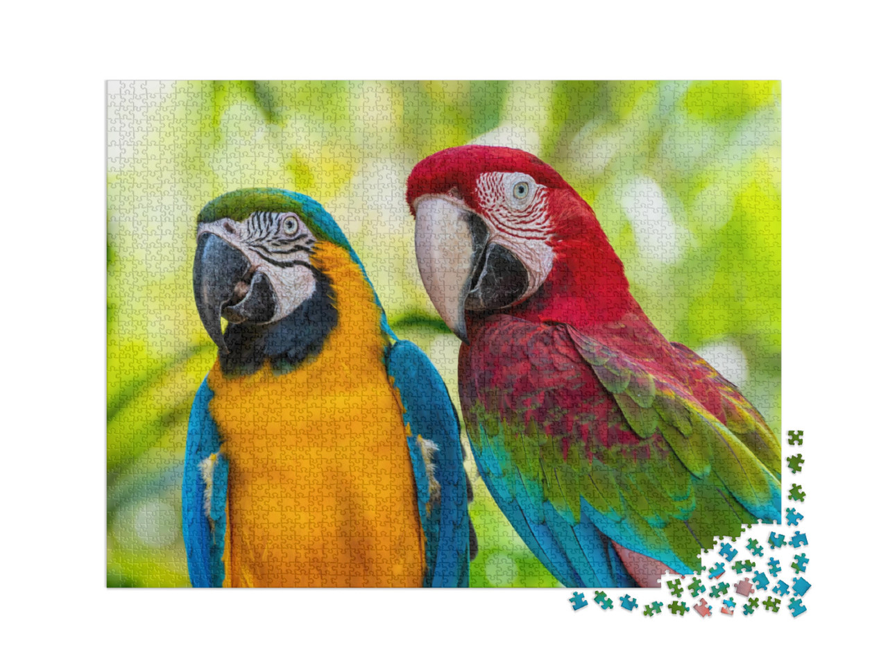 puzzle 2000 dílků „Papoušek, Macaw“