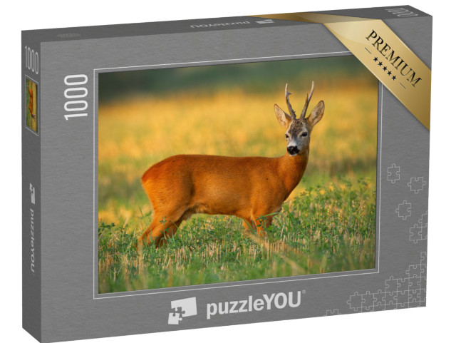 puzzle 1000 dílků „Roebuck na poli ve večerním světle“