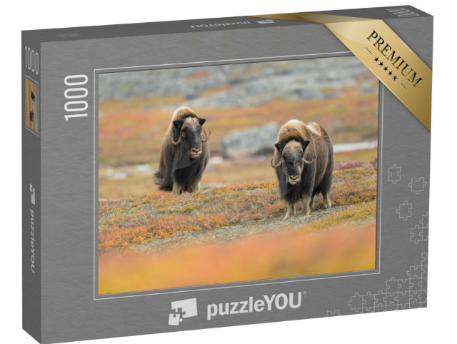 puzzle 1000 dílků „Pižmoňové v jejich přirozeném prostředí“