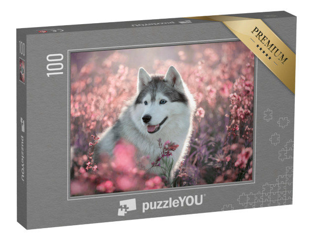 puzzle 100 dílků „Krásný husky na rozkvetlém poli“