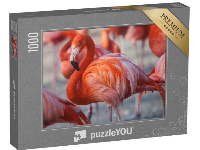 puzzle 1000 dílků „Růžoví plameňáci“