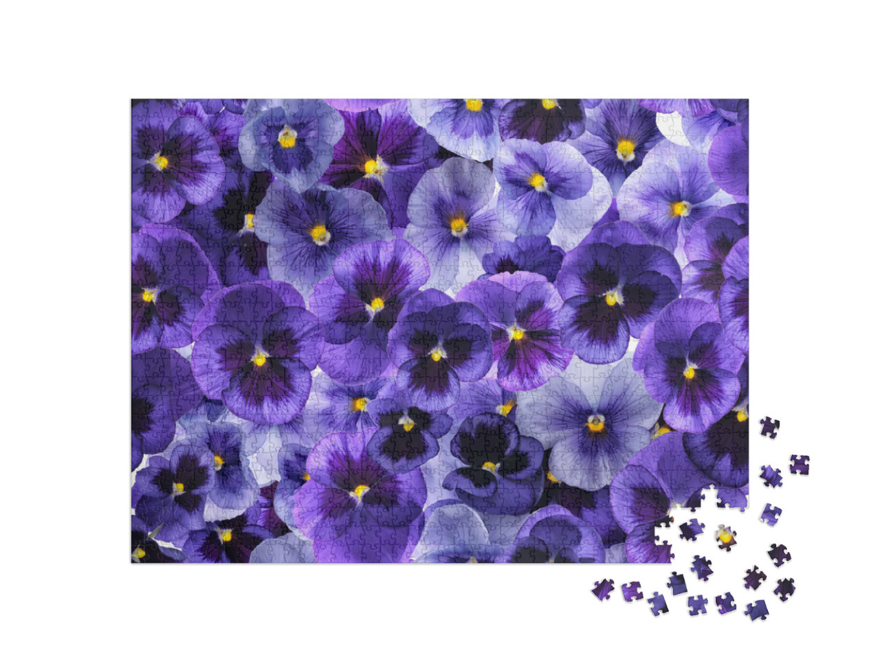 puzzle 1000 dílků „Čerstvé fialové květy“