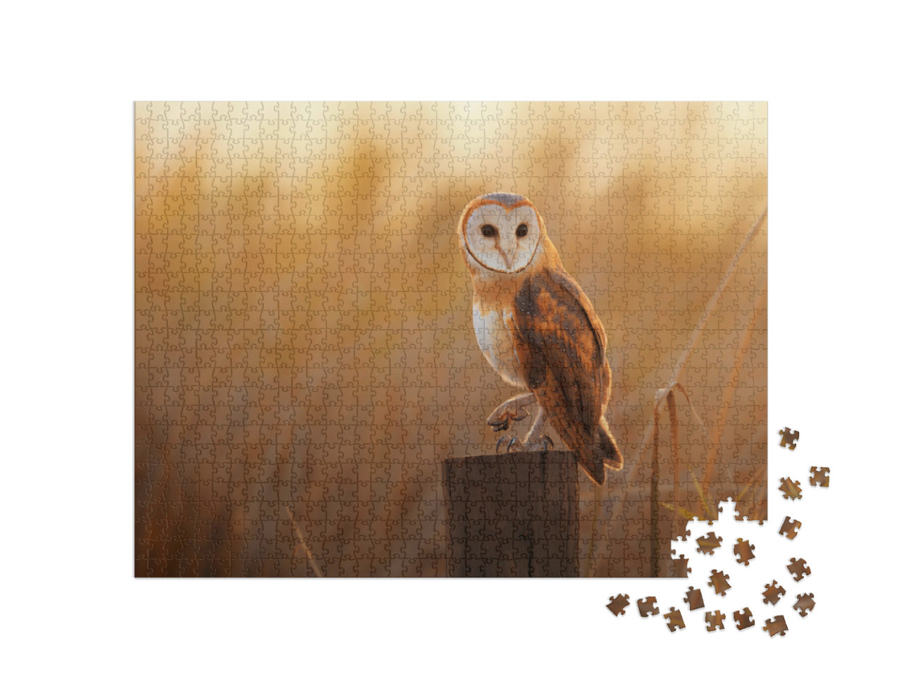 puzzle 1000 dílků „Krásná sova pálená na pařezu“