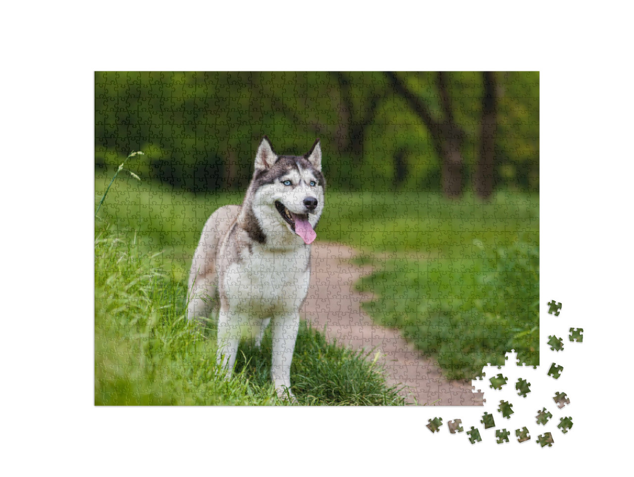 puzzle 1000 dílků „Pozorný sibiřský husky“