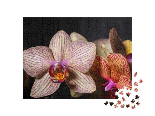 puzzle 1000 dílků „Krásný žluto-růžový květ orchideje v detailním záběru“