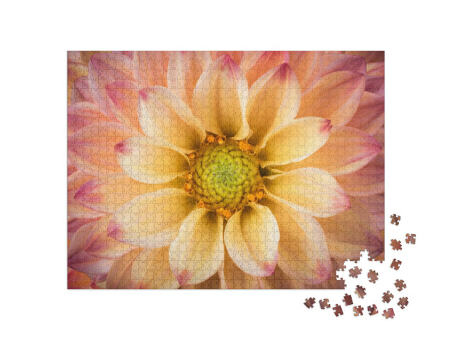 puzzle 1000 dílků „Detailní záběr jiřiny“