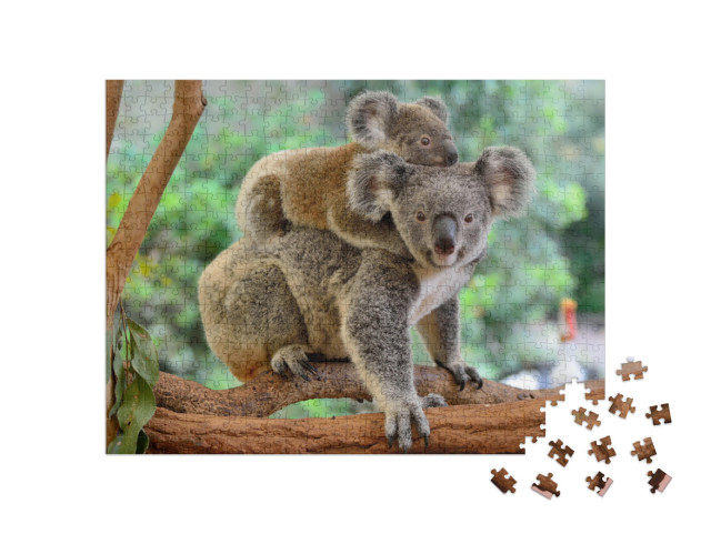 puzzle 500 dílků „Matka koala s mládětem na zádech na eukalyptovém stromě“