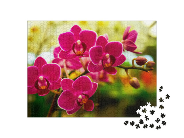 puzzle 1000 dílků „Růžové orchideje“