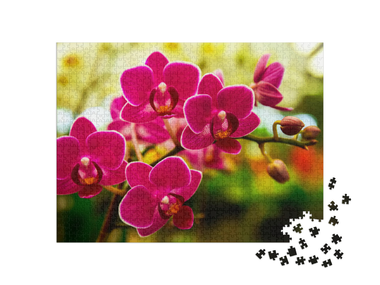 puzzle 1000 dílků „Růžové orchideje“