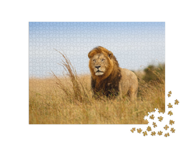 puzzle 1000 dílků „Lev ve zlaté trávě v Masai Mara, Keňa“