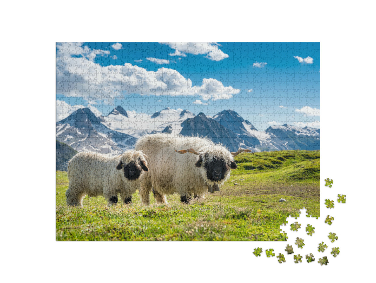 puzzle 1000 dílků „Valaiské ovce černostrakaté v průsmyku Nufenen ve Valais“