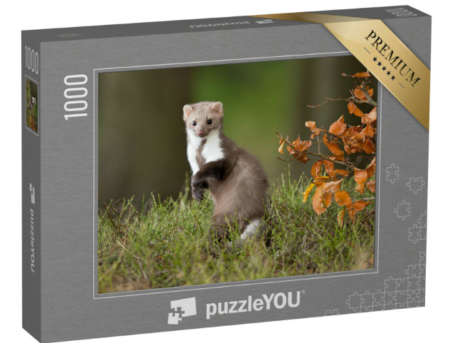 puzzle 1000 dílků „Kuna lesní ve svém přirozeném prostředí“