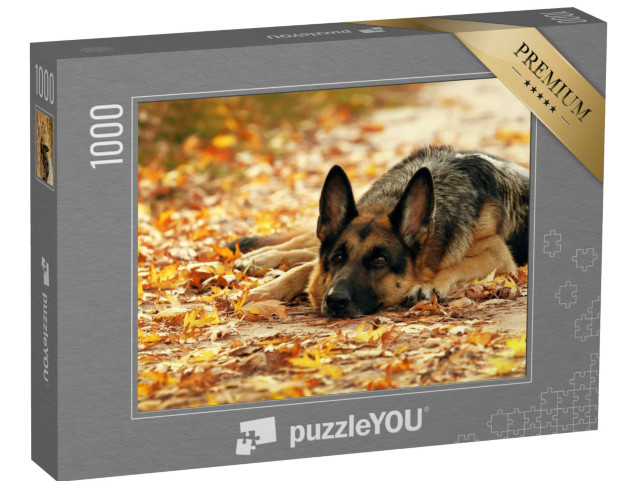 puzzle 1000 dílků „Německý ovčák ležící v podzimním lese“