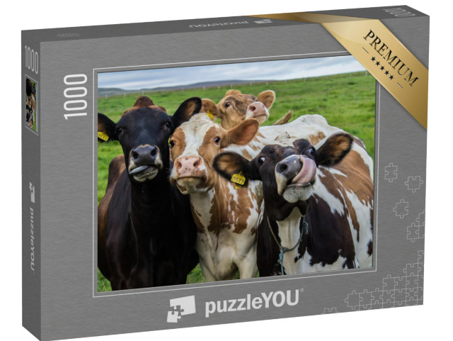 puzzle 1000 dílků „Čtyři krávy se dívají do kamery“