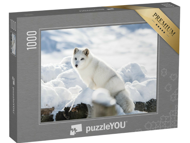 puzzle 1000 dílků „Polární liška na kopci v parku Omega, Quebec, Kanada“