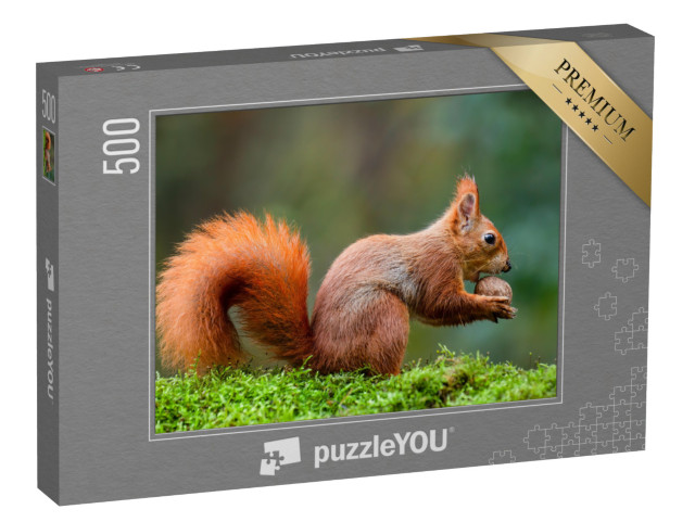 puzzle 500 dílků „Veverka červená si pochutnává na oříšku na stonku mechu“