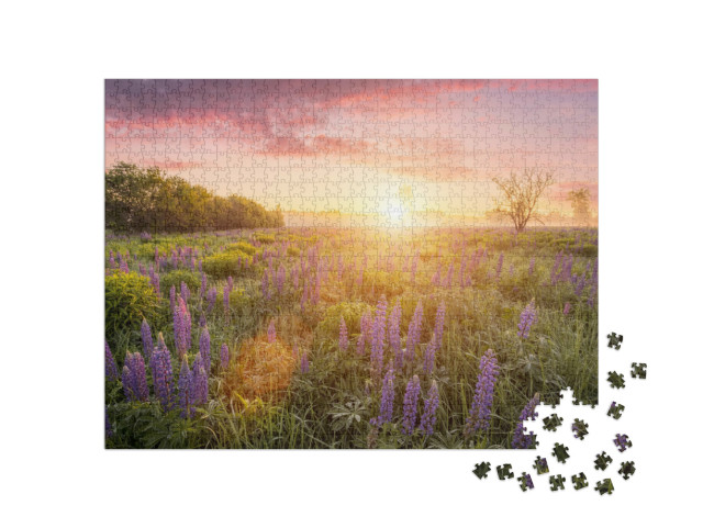 puzzle 1000 dílků „Sluneční paprsky nad loukou s kvetoucími lupinami“