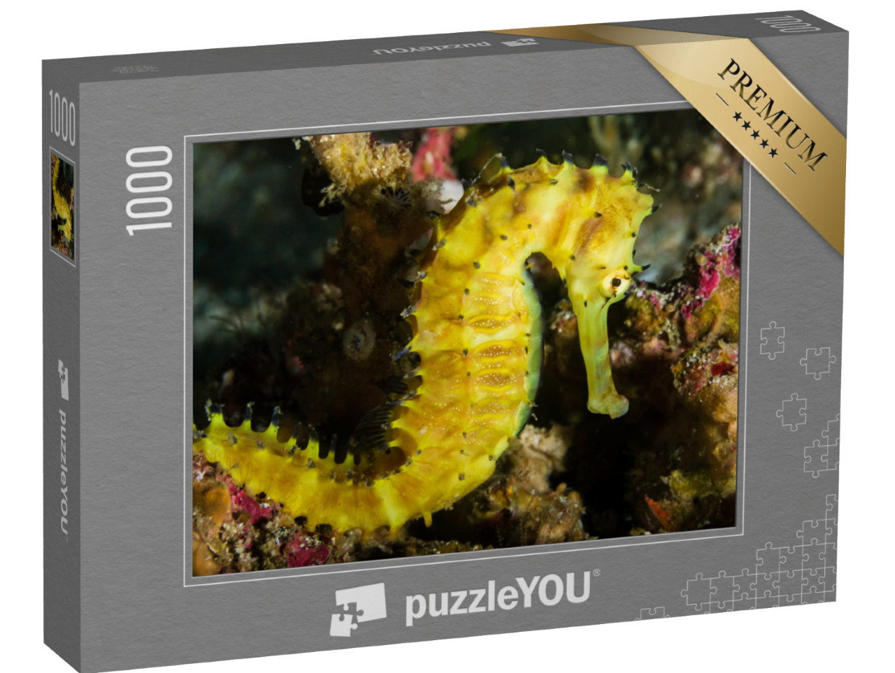 puzzle 1000 dílků „Mořský koník na korálovém útesu, Thajsko“