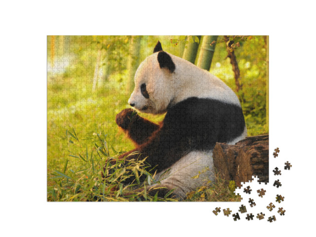 puzzle 1000 dílků „Panda velká pojídající bambus“