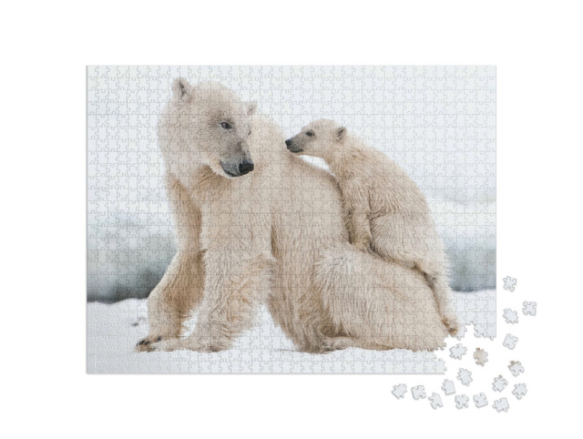 puzzle 1000 dílků „Lední medvěd, predátor severní Arktidy“