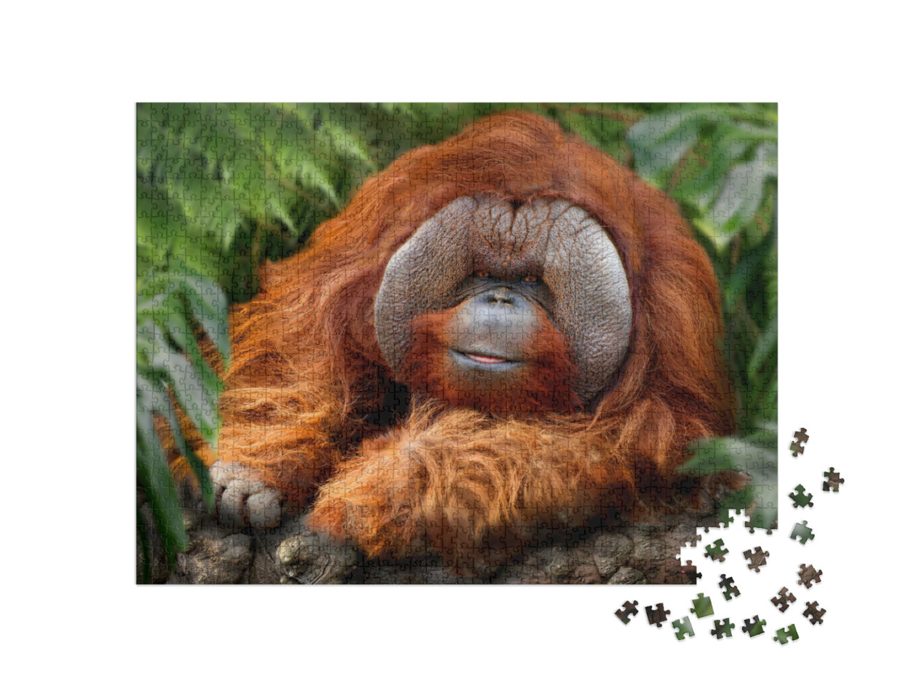 puzzle 1000 dílků „Tropický deštný prales s orangutany“