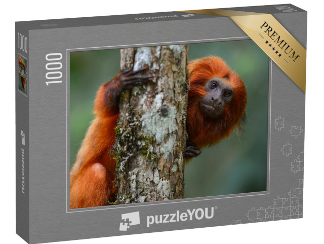 puzzle 1000 dílků „Tamarín zlatý, stát Rio de Janeiro, Brazílie“
