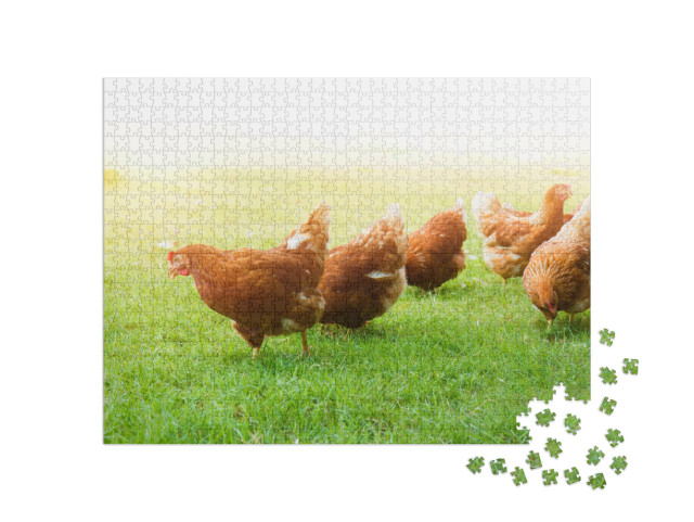 puzzle 1000 dílků „Volný výběh kuřat na zelené louce“