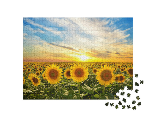 puzzle 1000 dílků „Pole kvetoucích slunečnic při západu slunce“