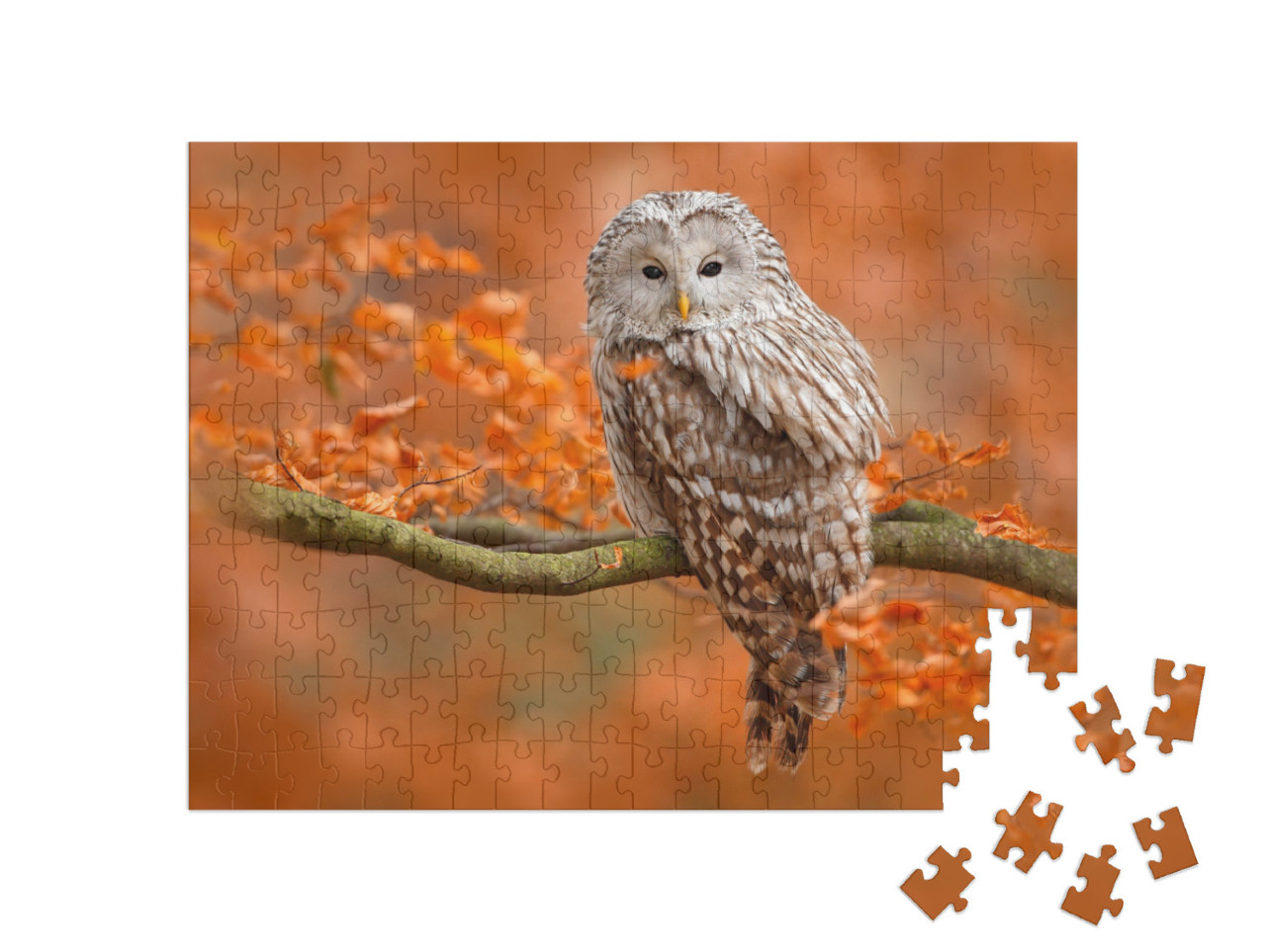 puzzle 200 dílků „Podzimní fotografie se sovou uralskou, sedící na větvi v dubovém lese, Norsko“