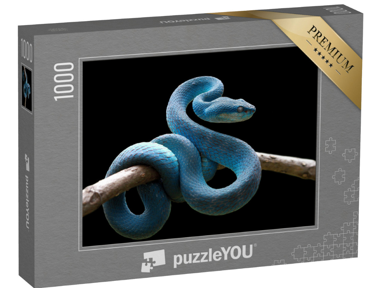 puzzle 1000 dílků „Modrá zmije na větvi, Trimeresurus Insularis“