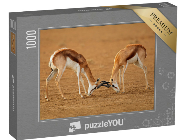 puzzle 1000 dílků „Dva samci antilopy jarní bojující, Kalahari“