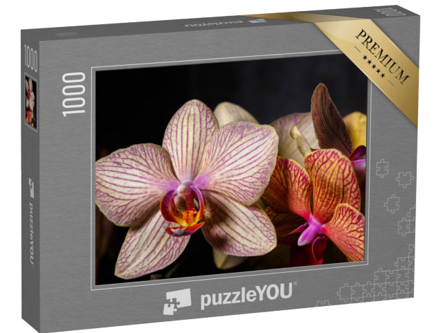 puzzle 1000 dílků „Krásný žluto-růžový květ orchideje v detailním záběru“