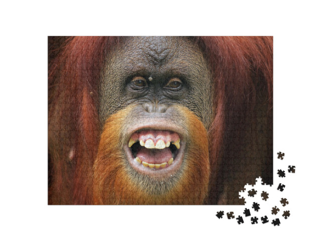 puzzle 1000 dílků „Tvář orangutana Sumateran“