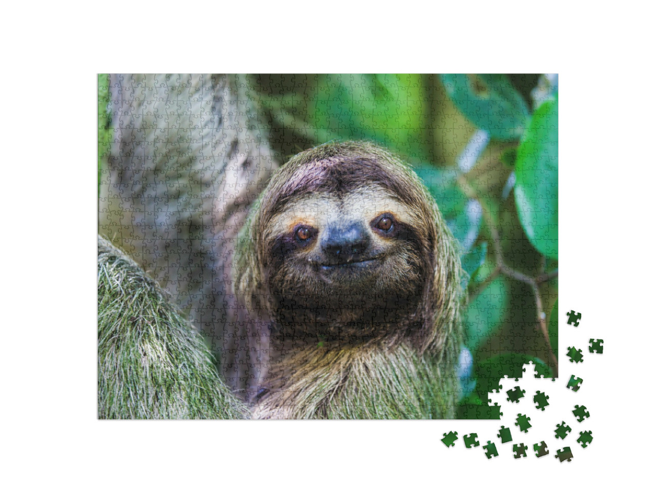 puzzle 1000 dílků „Lenochod, Národní park Manuel Antonio, Kostarika, Střední Amerika“