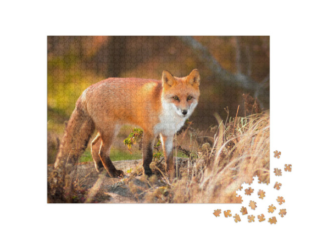 puzzle 1000 dílků „Liška obecná ve volné přírodě“