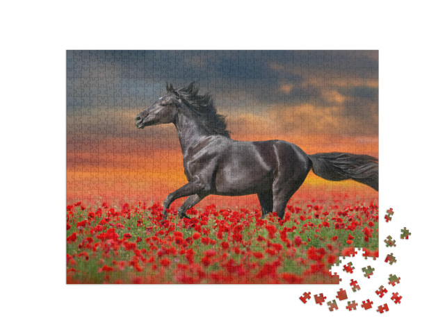 puzzle 1000 dílků „Černý kůň v červených mácích“