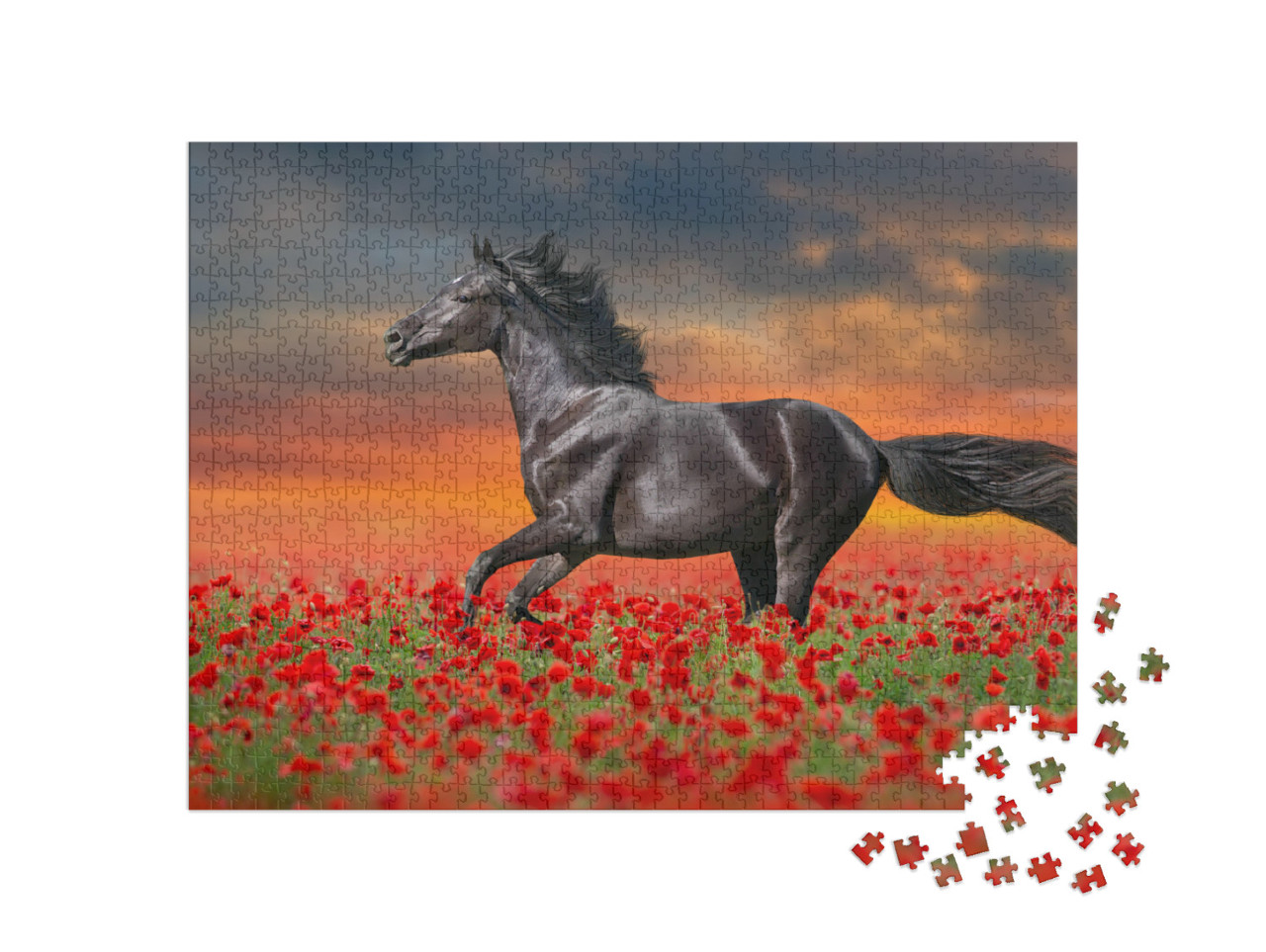 puzzle 1000 dílků „Černý kůň v červených mácích“
