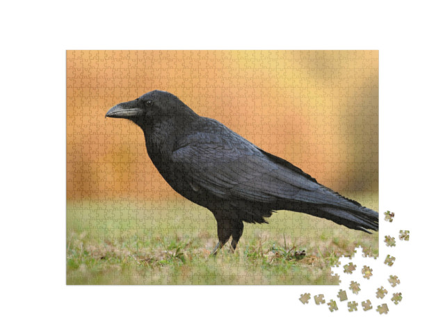 puzzle 1000 dílků „Krkavec obecný z čeledi vrabcovitých“