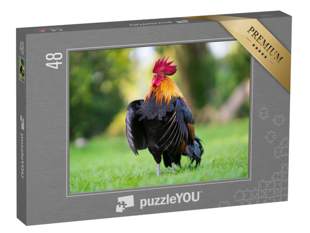 puzzle 48 dílků „Působivý kohout na louce“