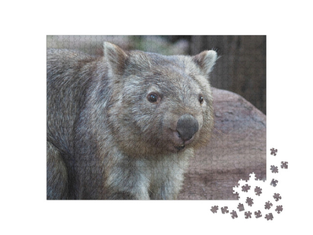 puzzle 1000 dílků „Vombat, původem z Austrálie“