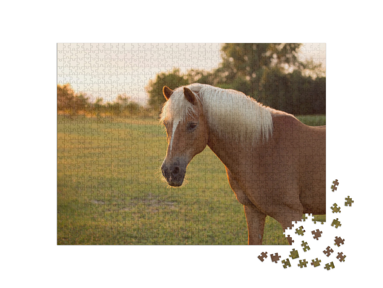 puzzle 1000 dílků „Kůň plemene Palomino Hafling na pastvině“