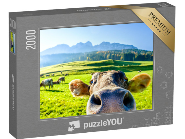 puzzle 2000 dílků „Zvědavá kráva“