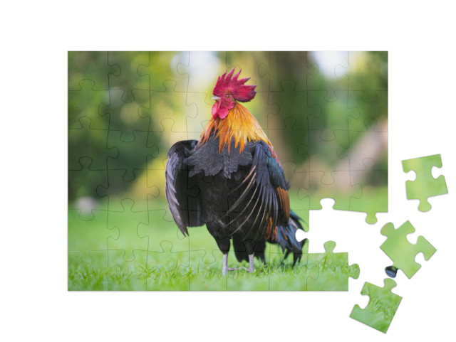 puzzle 48 dílků „Působivý kohout na louce“