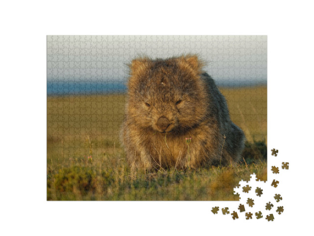 puzzle 1000 dílků „Vombat ve večerním tasmánském světle, Austrálie“