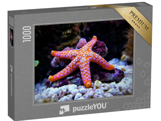 puzzle 1000 dílků „Bíle tečkovaná, oranžová hvězdice Fromia“