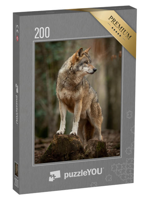 puzzle 200 dílků „Šedý vlk v pachové póze v lese“