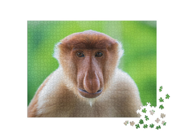 puzzle 1000 dílků „Opice chobotnatec neboli Nasalis larvatus na Borneu“
